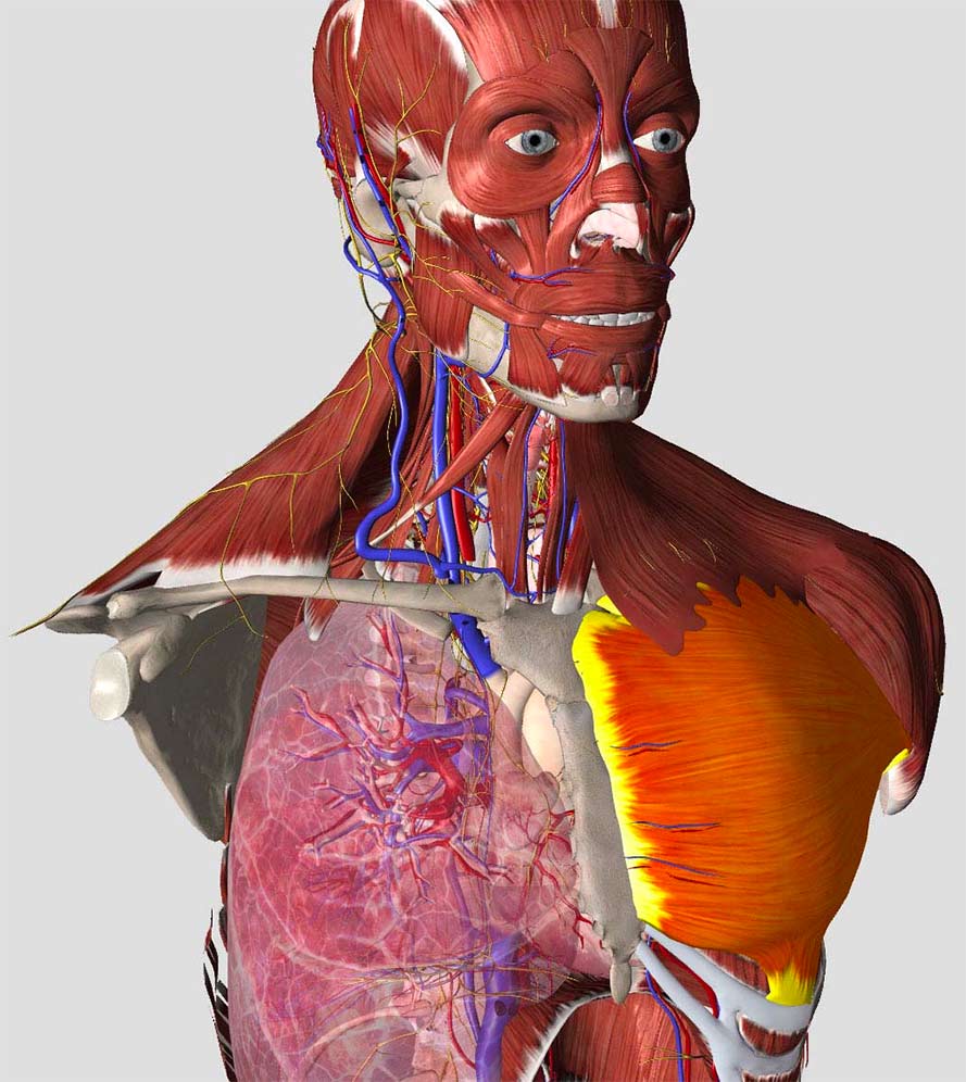 Essential anatomy free download mac free